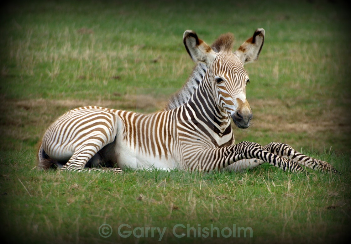 "Born free" stock image