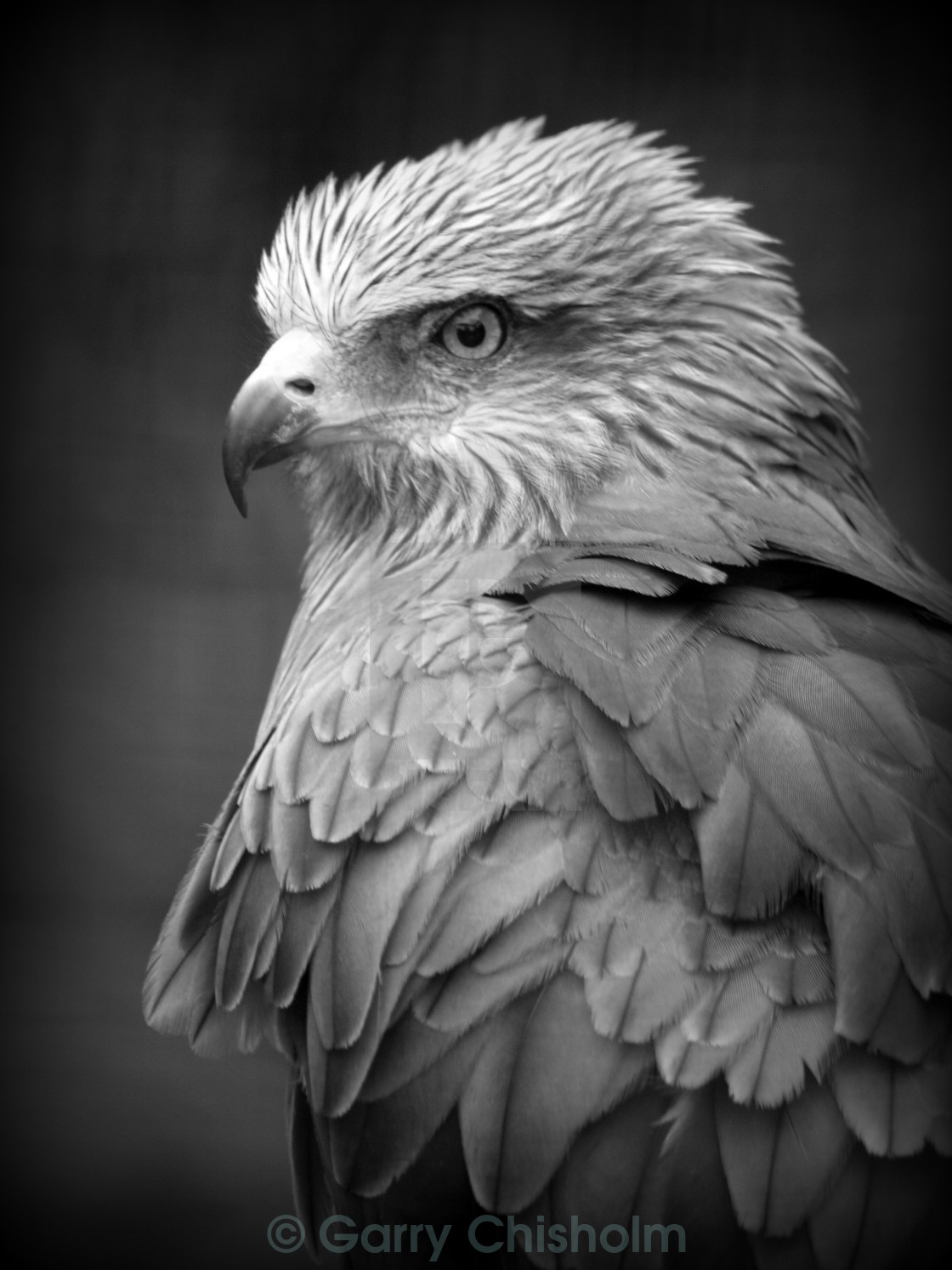 "Harrier Hawk" stock image