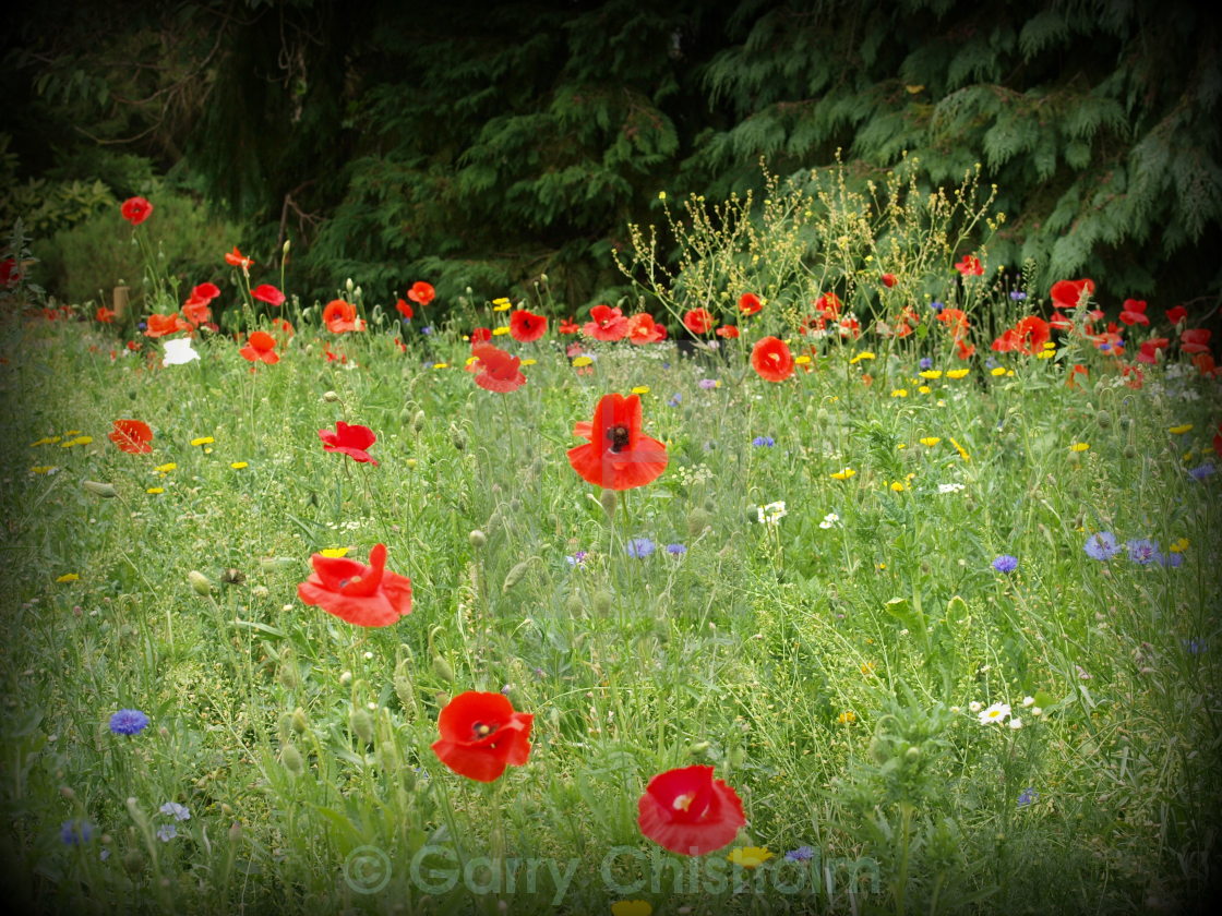 "Poppy field" stock image