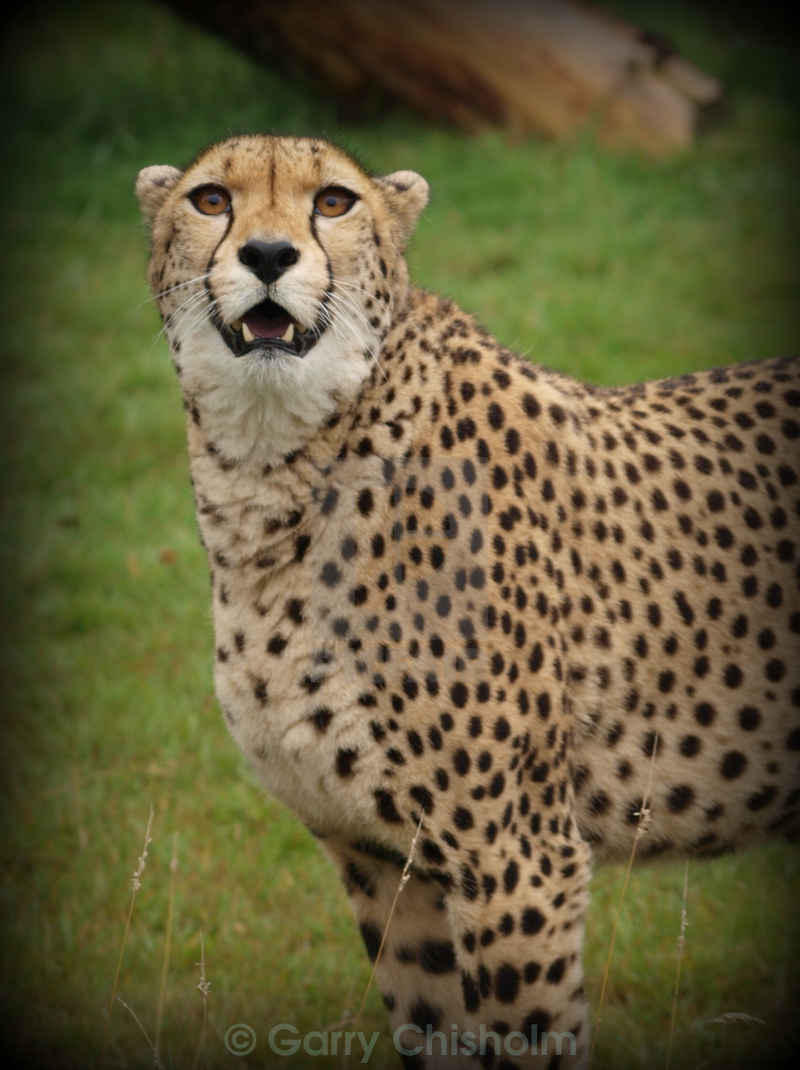 "Cheetah" stock image