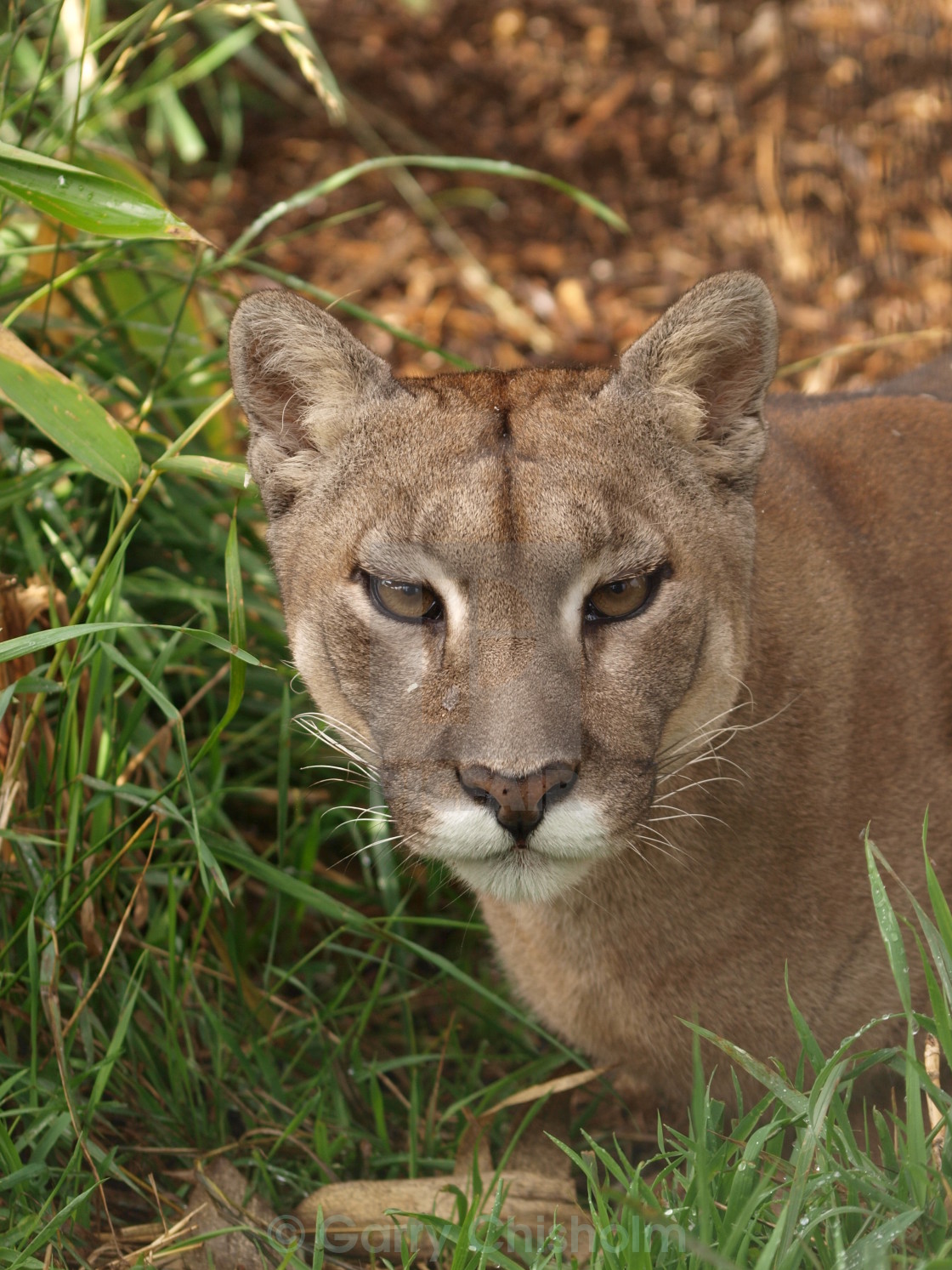 "Mummy puma" stock image