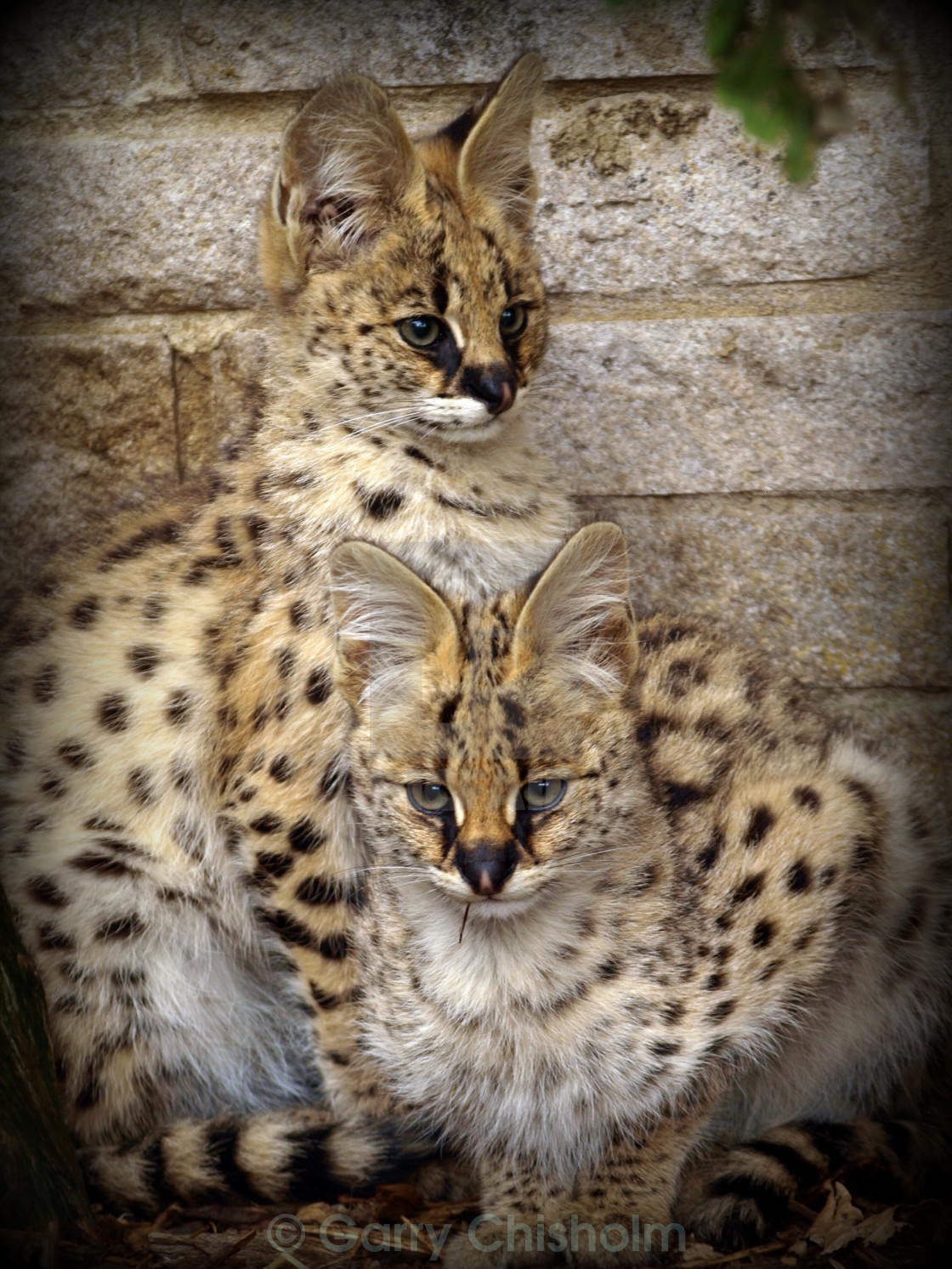 "Serval kittens" stock image