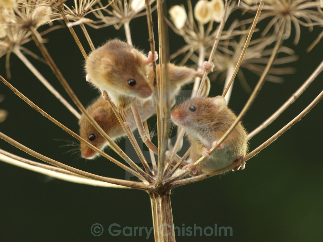 "Then there were three" stock image