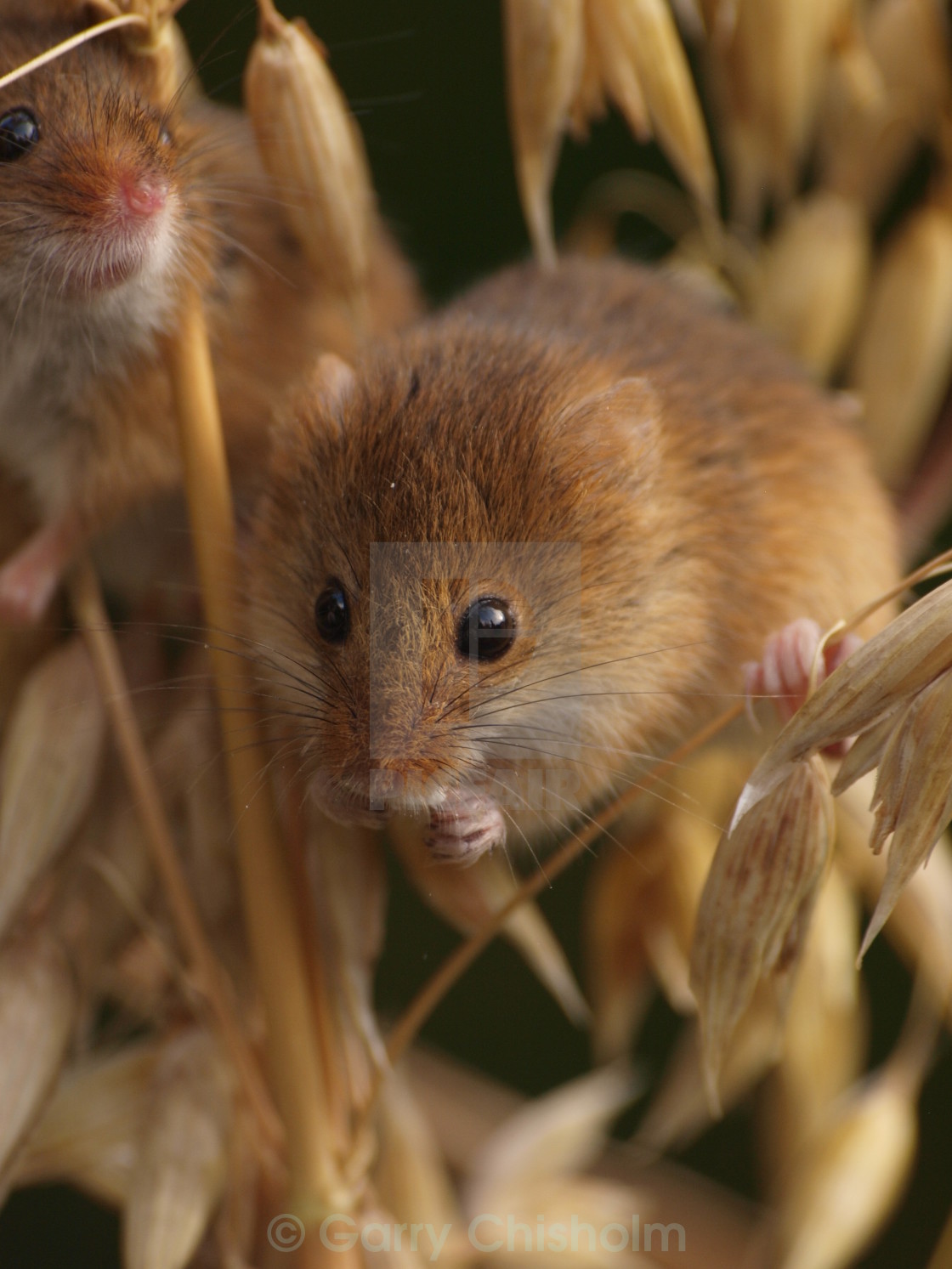 "Barley Harvest Mouse" stock image