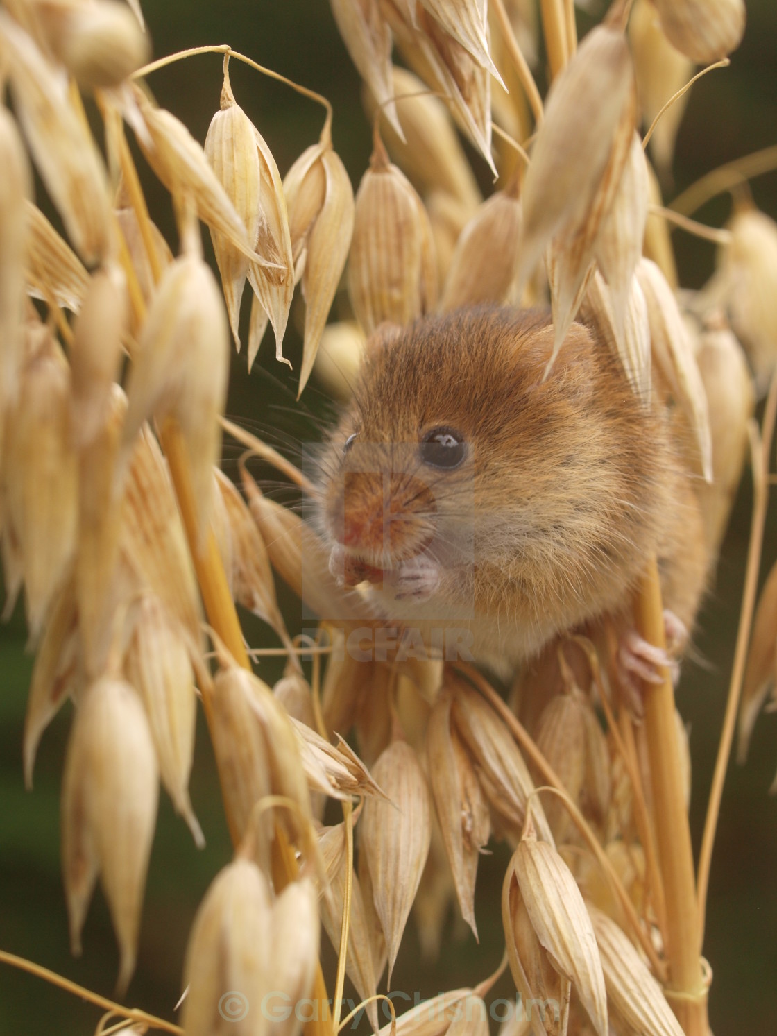 "Barley snack" stock image