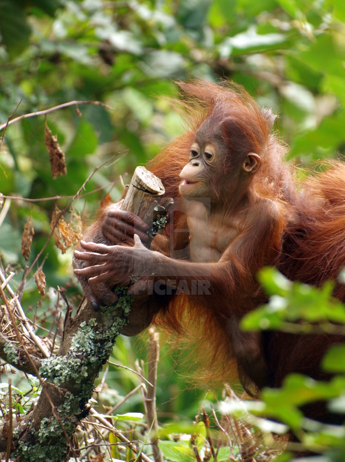 "Exploring" stock image