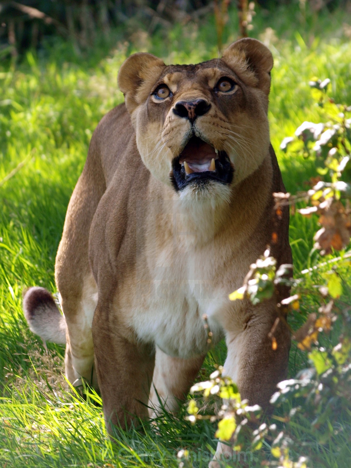 "On the hunt" stock image