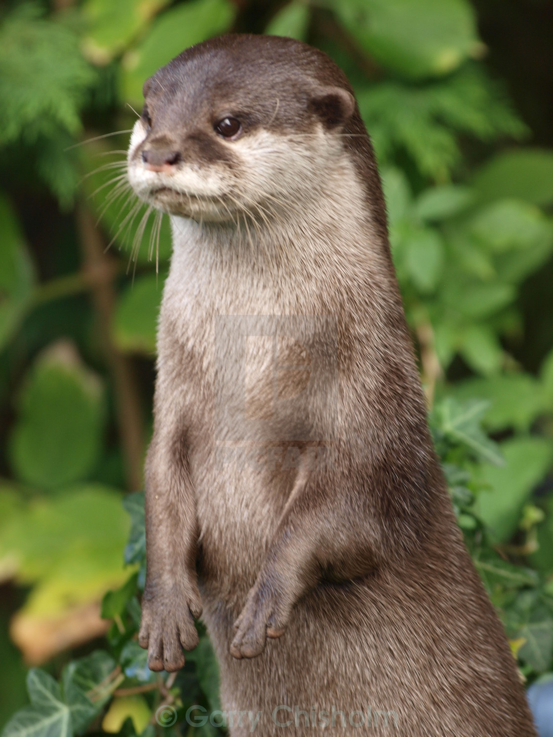 "Otter lookout" stock image