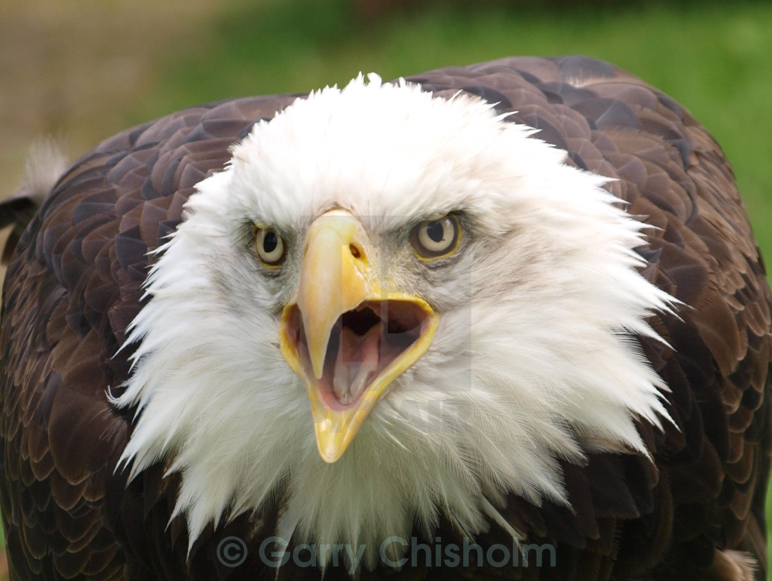 "Birdsong" stock image