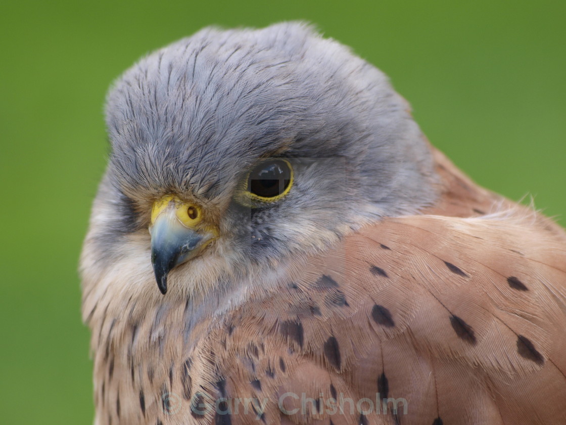 "Kestrel beauty" stock image