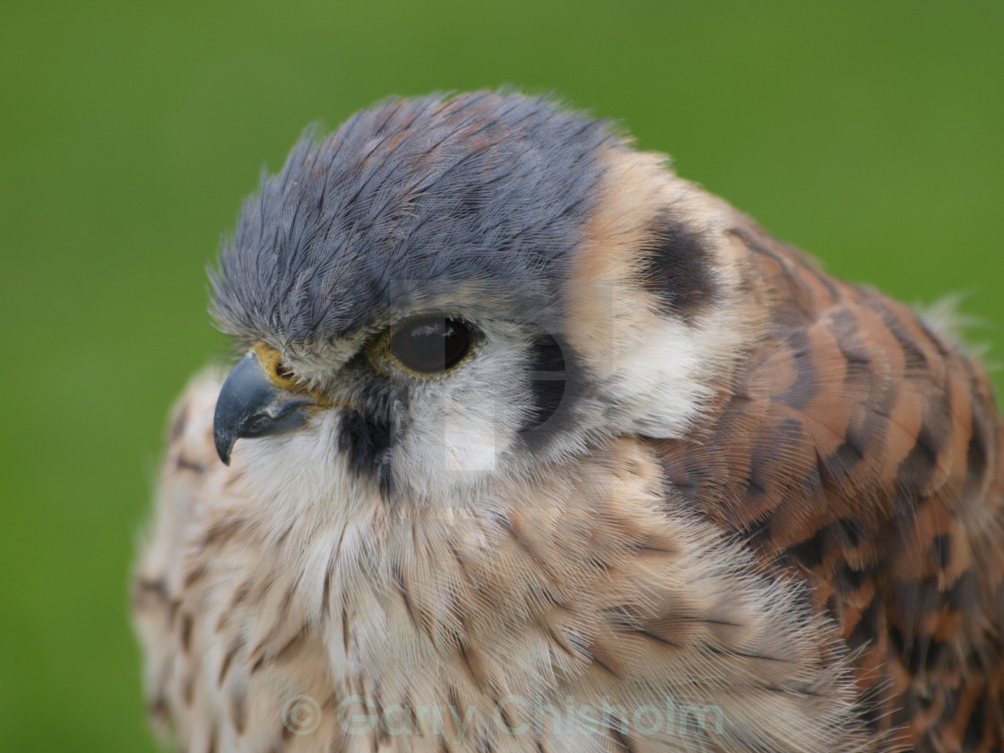 "American Kestrel" stock image