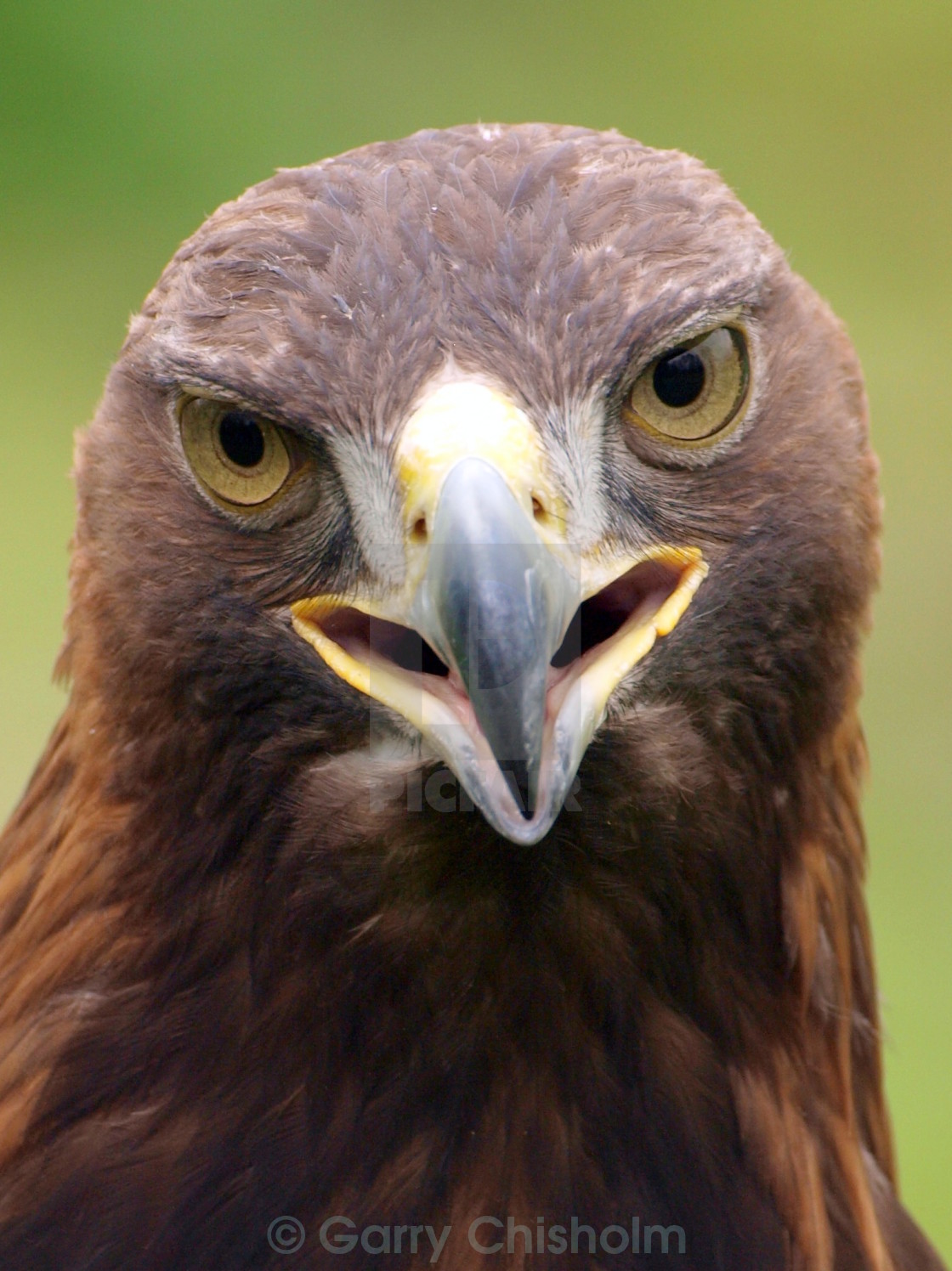 "Stare of the Golden Eagle" stock image