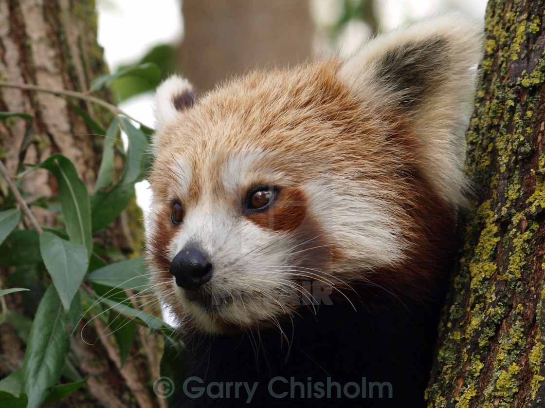 "Pensive Panda" stock image