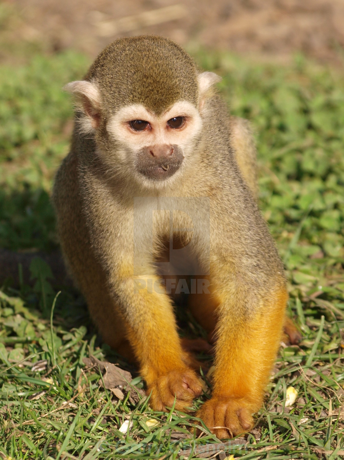 "The Squirrel Monkey" stock image