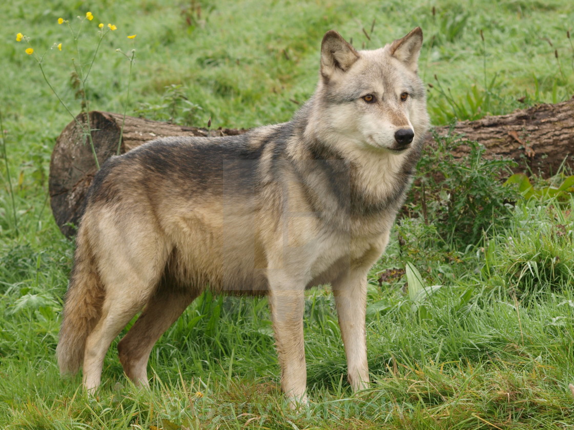 "North American Wolf" stock image