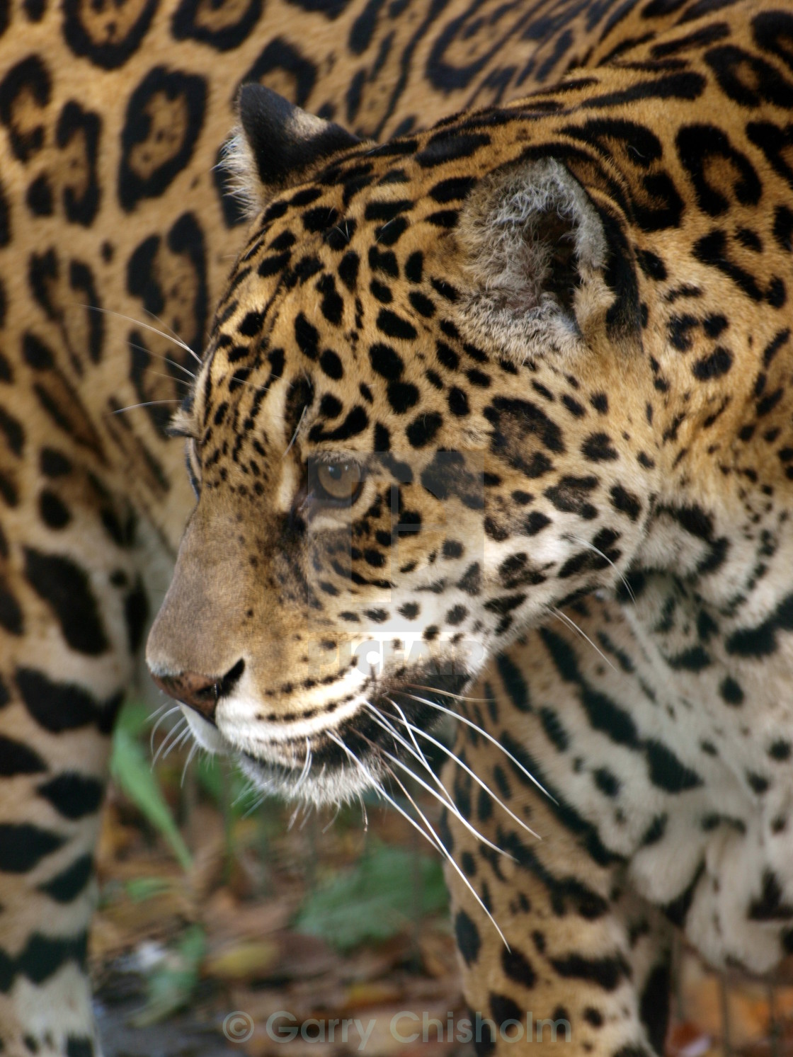 "Female Jaguar" stock image