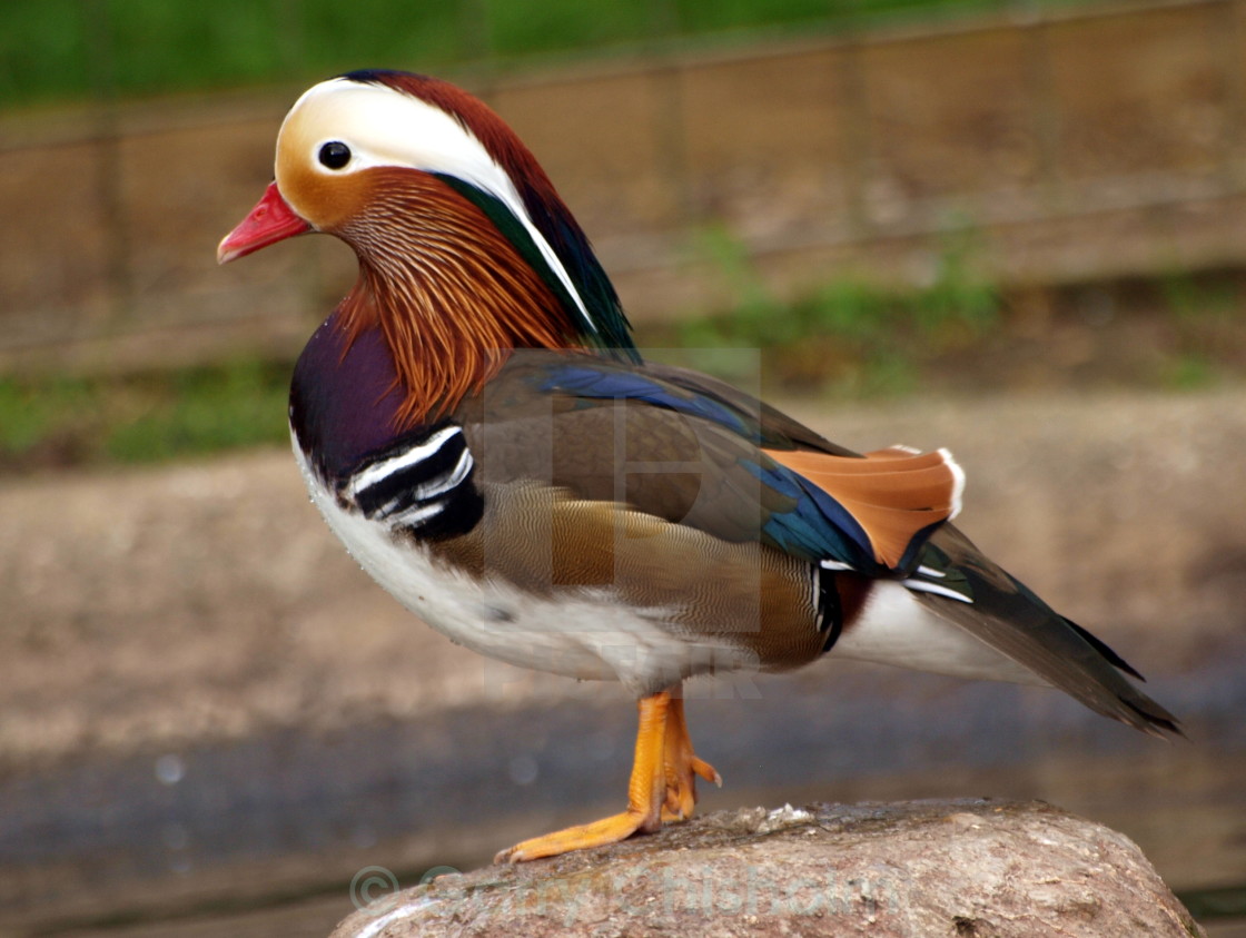 "Mandarin duck" stock image