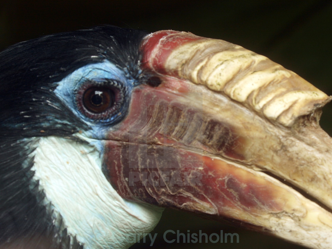 "Hornbill" stock image