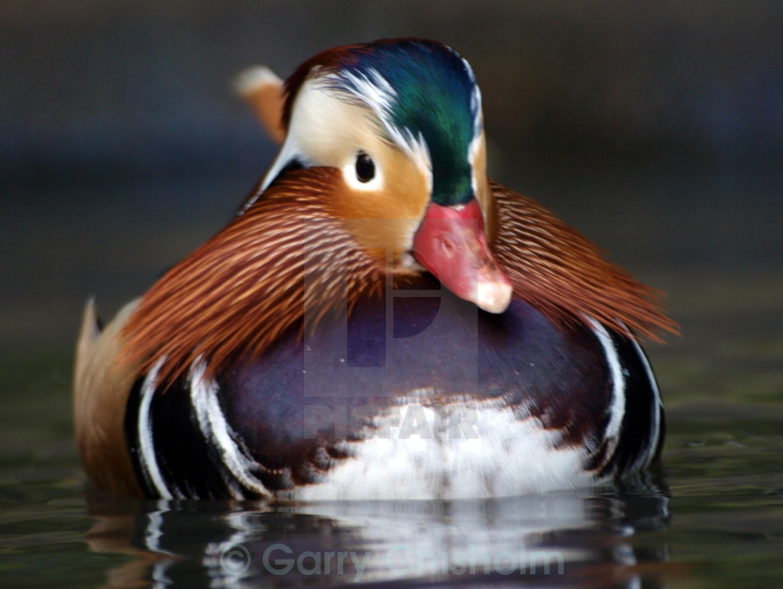 "The Mandarin Duck" stock image