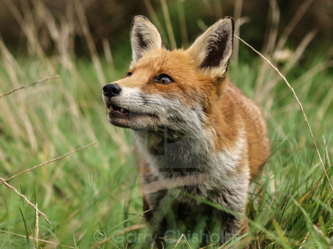 "Red Fox" stock image