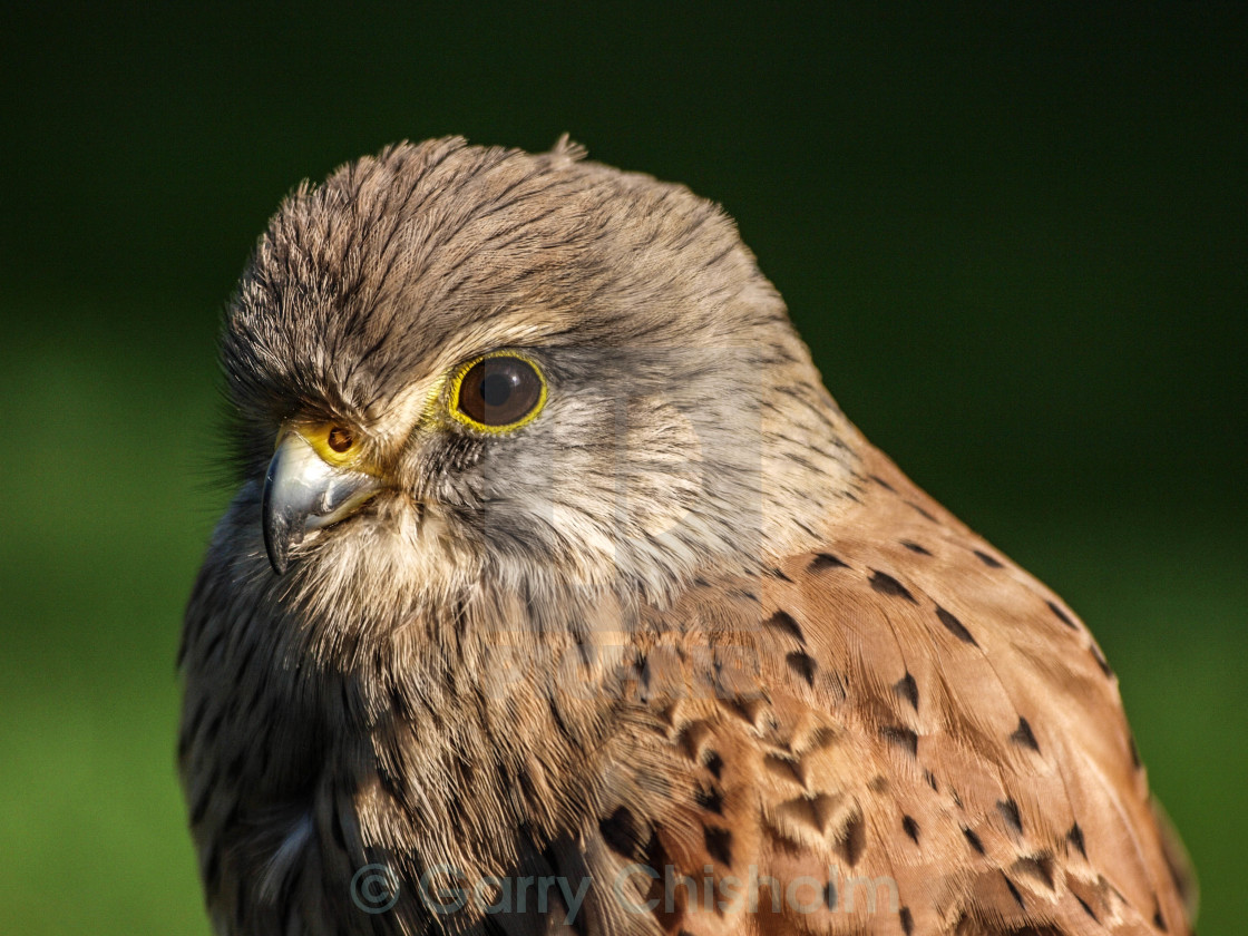 "Kestrel" stock image