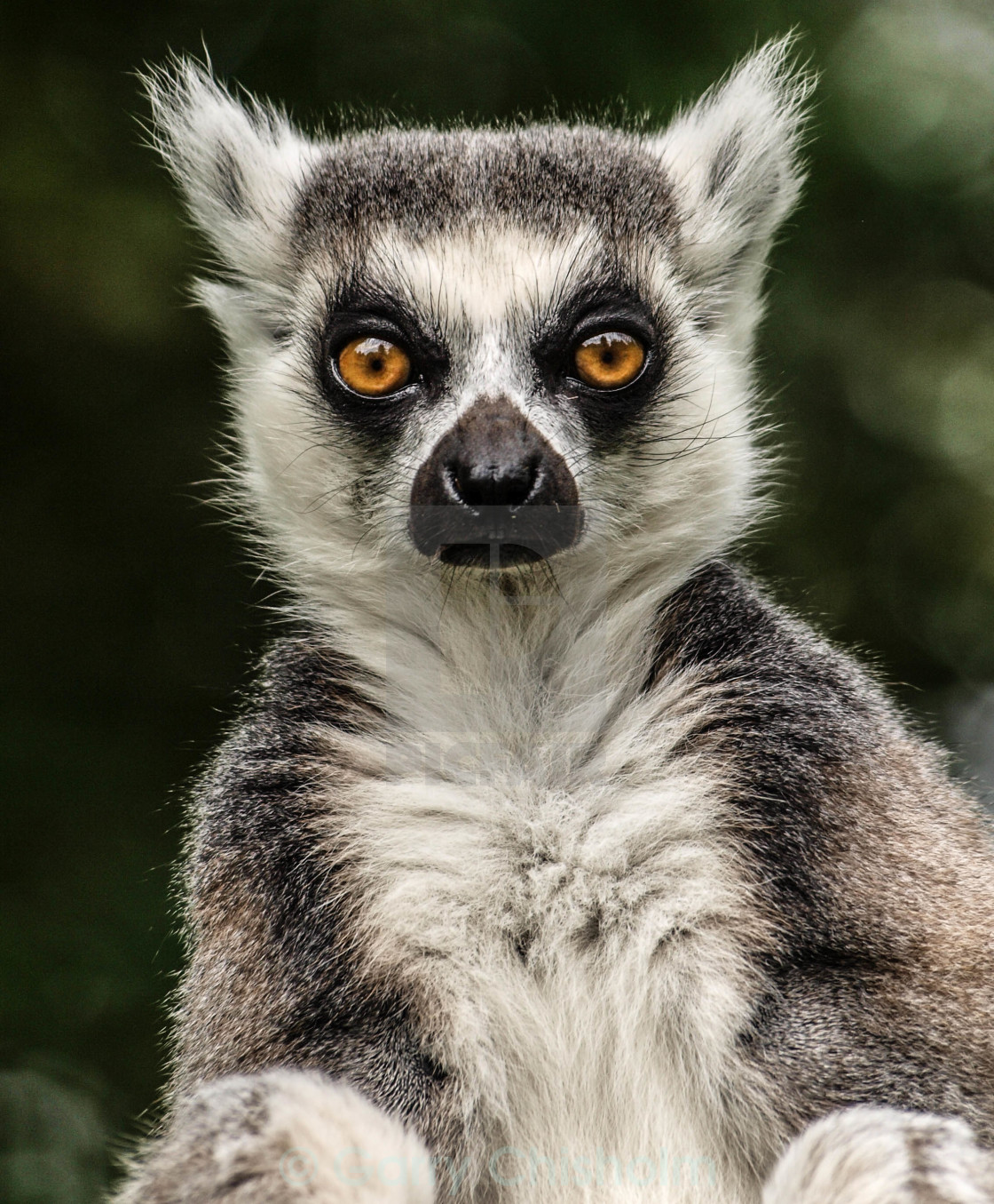 "Lemur" stock image