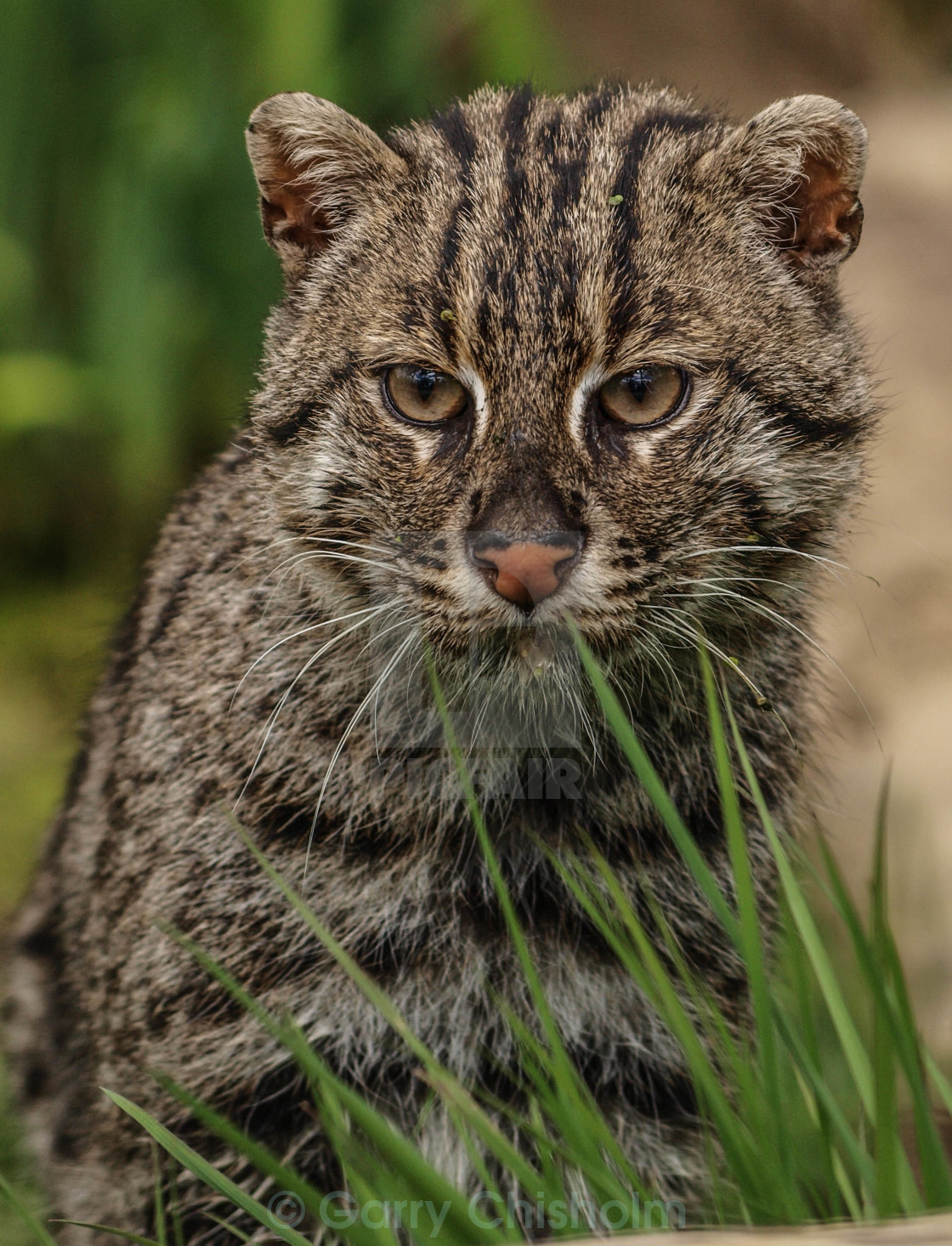 "Fishing Cat" stock image