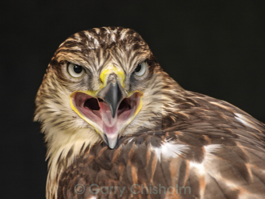 "Squawk" stock image