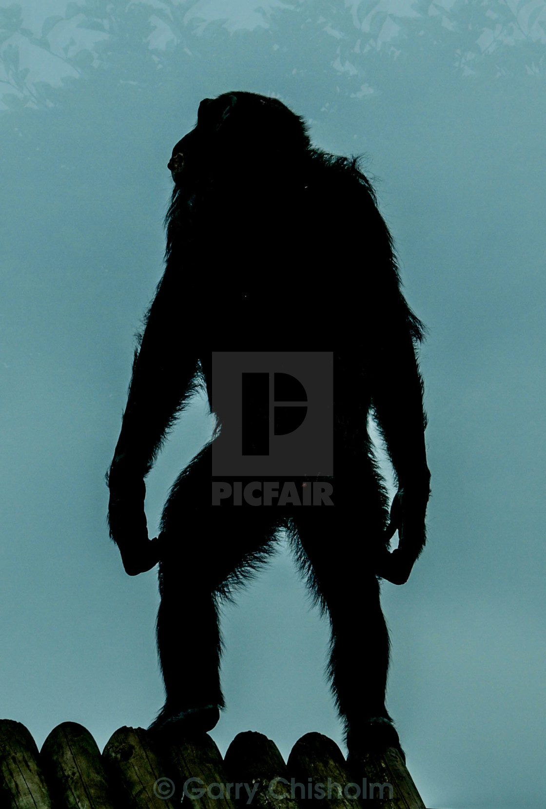 "Planet of the apes" stock image