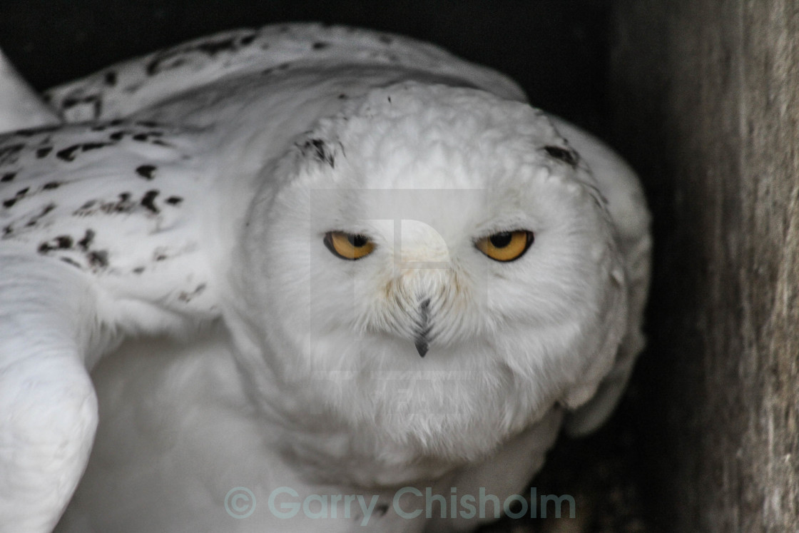 "Snowy Owl" stock image