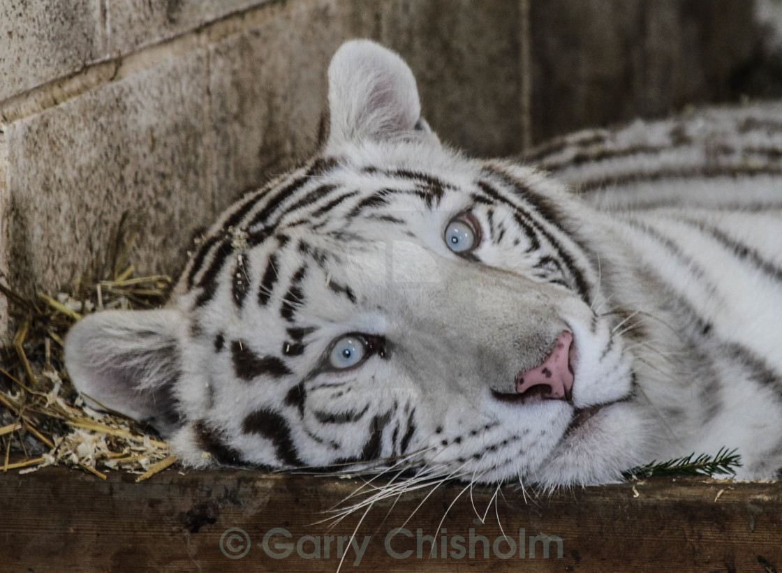 "In the tiger den" stock image