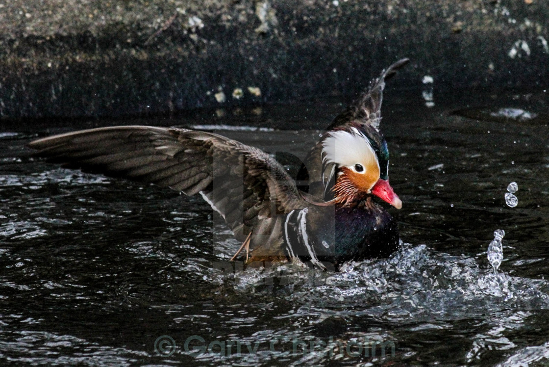 "Splash landing" stock image