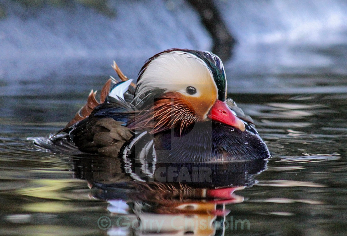 "Mandarin duck" stock image