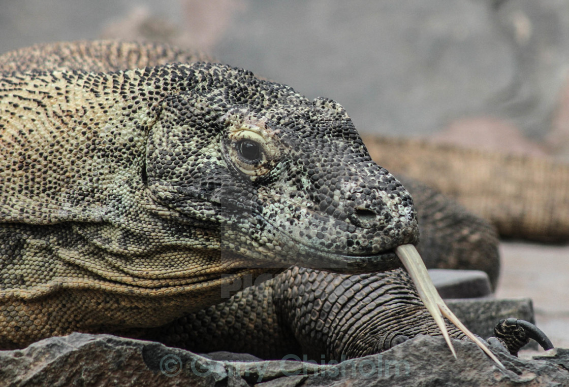 "Komodo Dragon" stock image