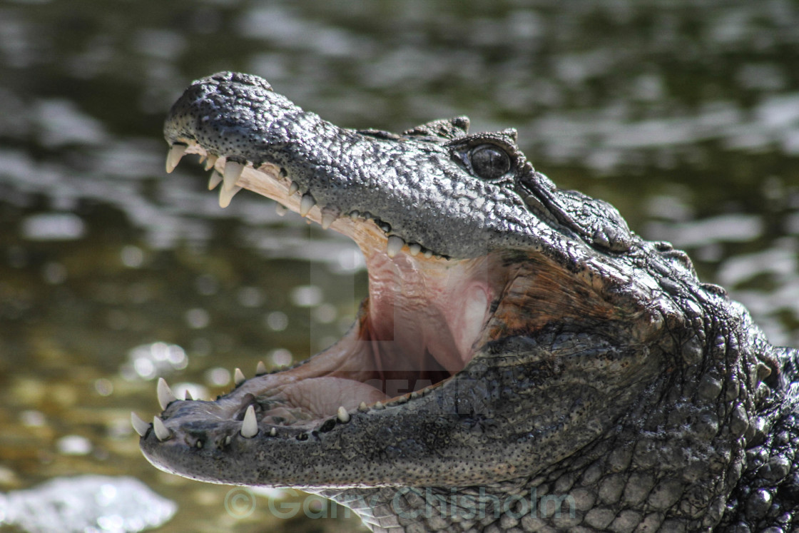 "Caiman" stock image