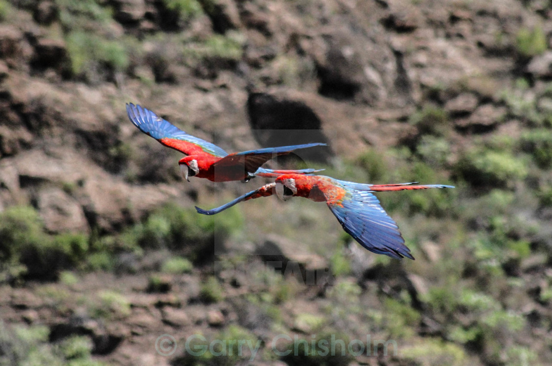 "Flying macaws" stock image