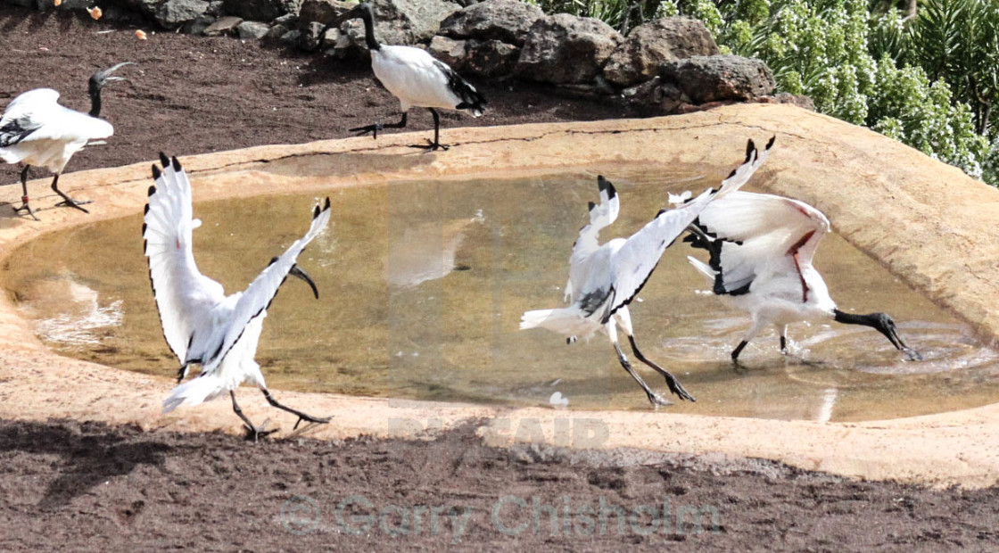 "Sacred Ibis group" stock image