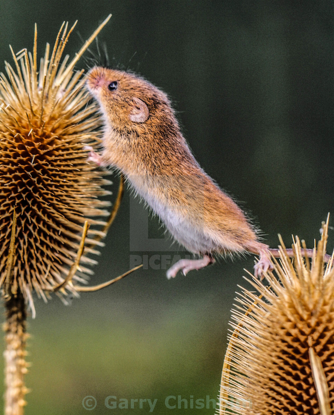 "One giant step for mousekind" stock image