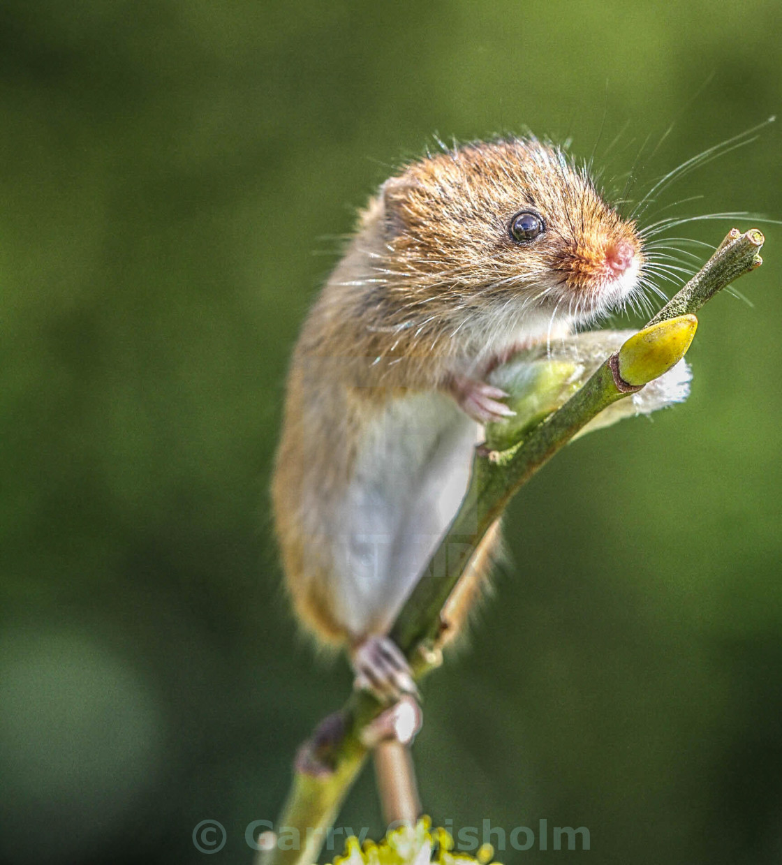 "On the lookout" stock image