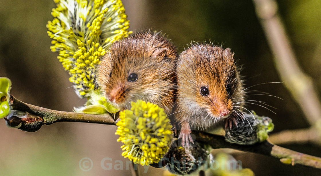 "Flower power mice" stock image