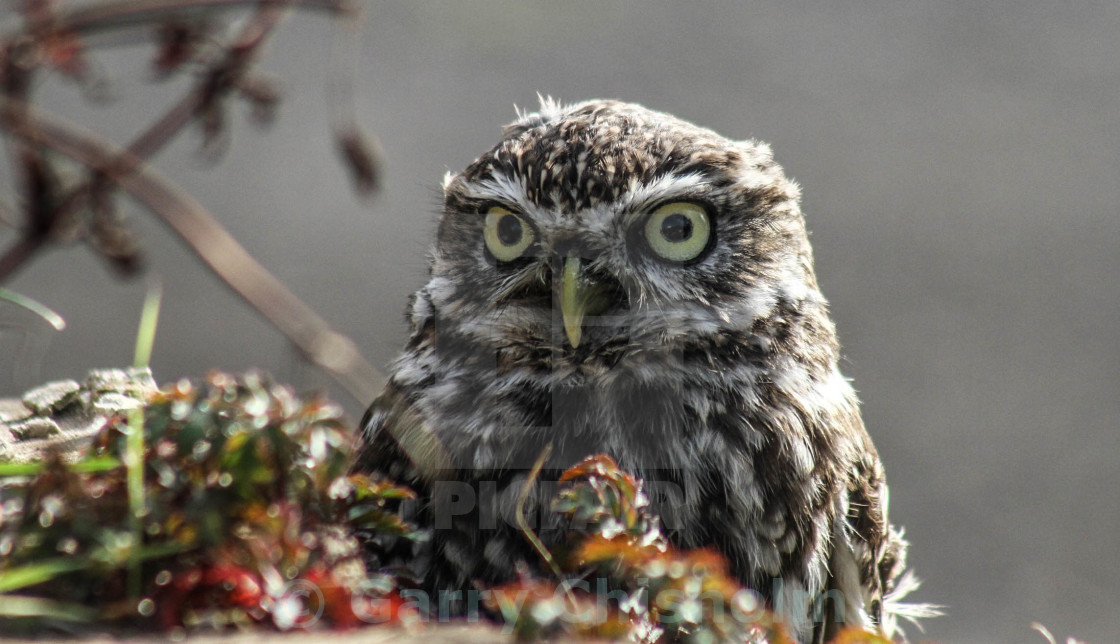 "Little owl, big eye" stock image