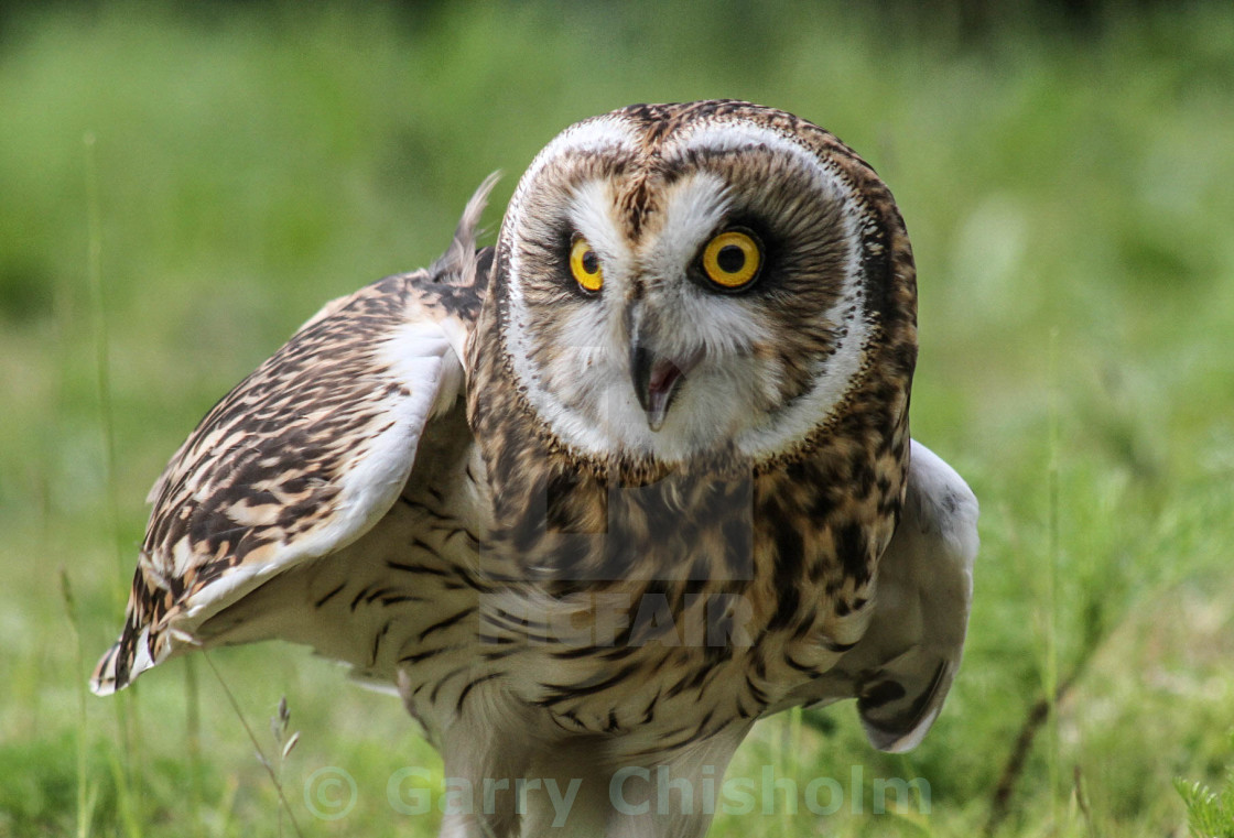 "Short-eared owl" stock image