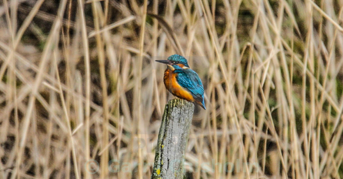 "The Kingfisher" stock image