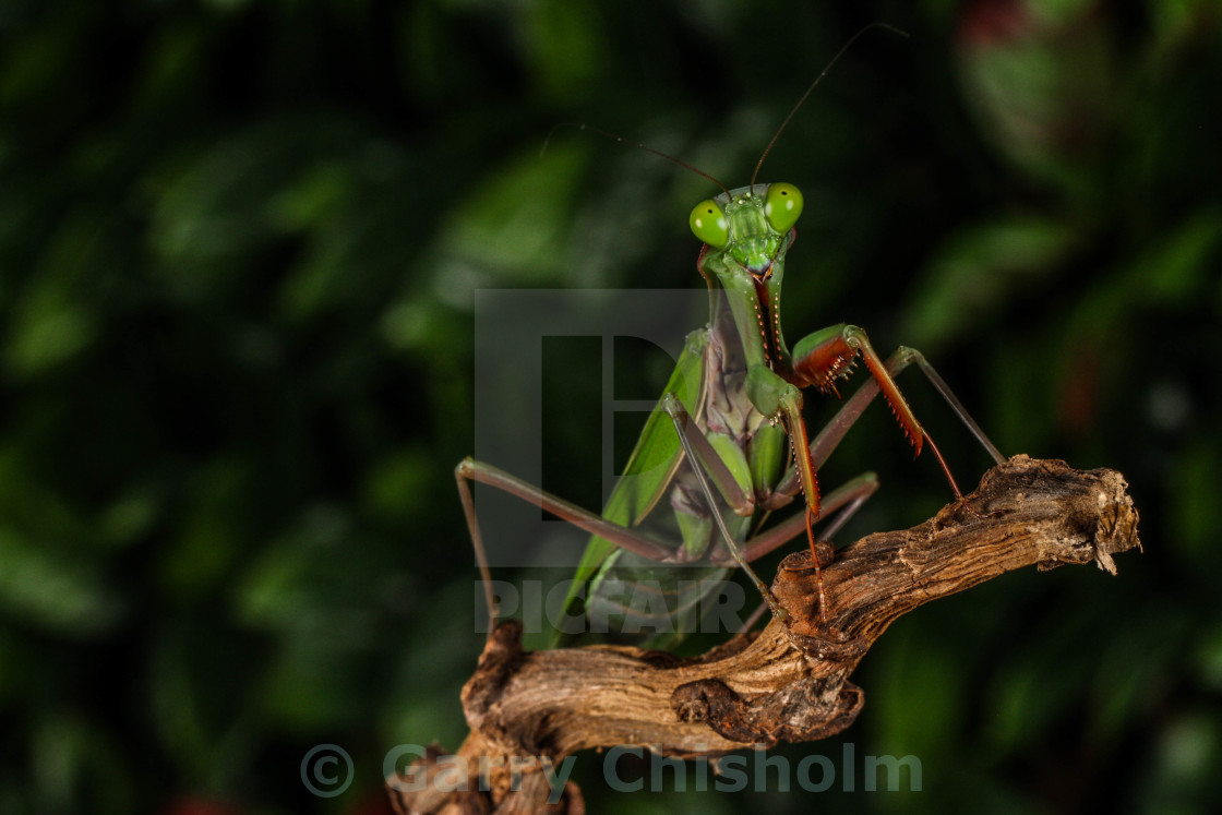 "Alien bug" stock image