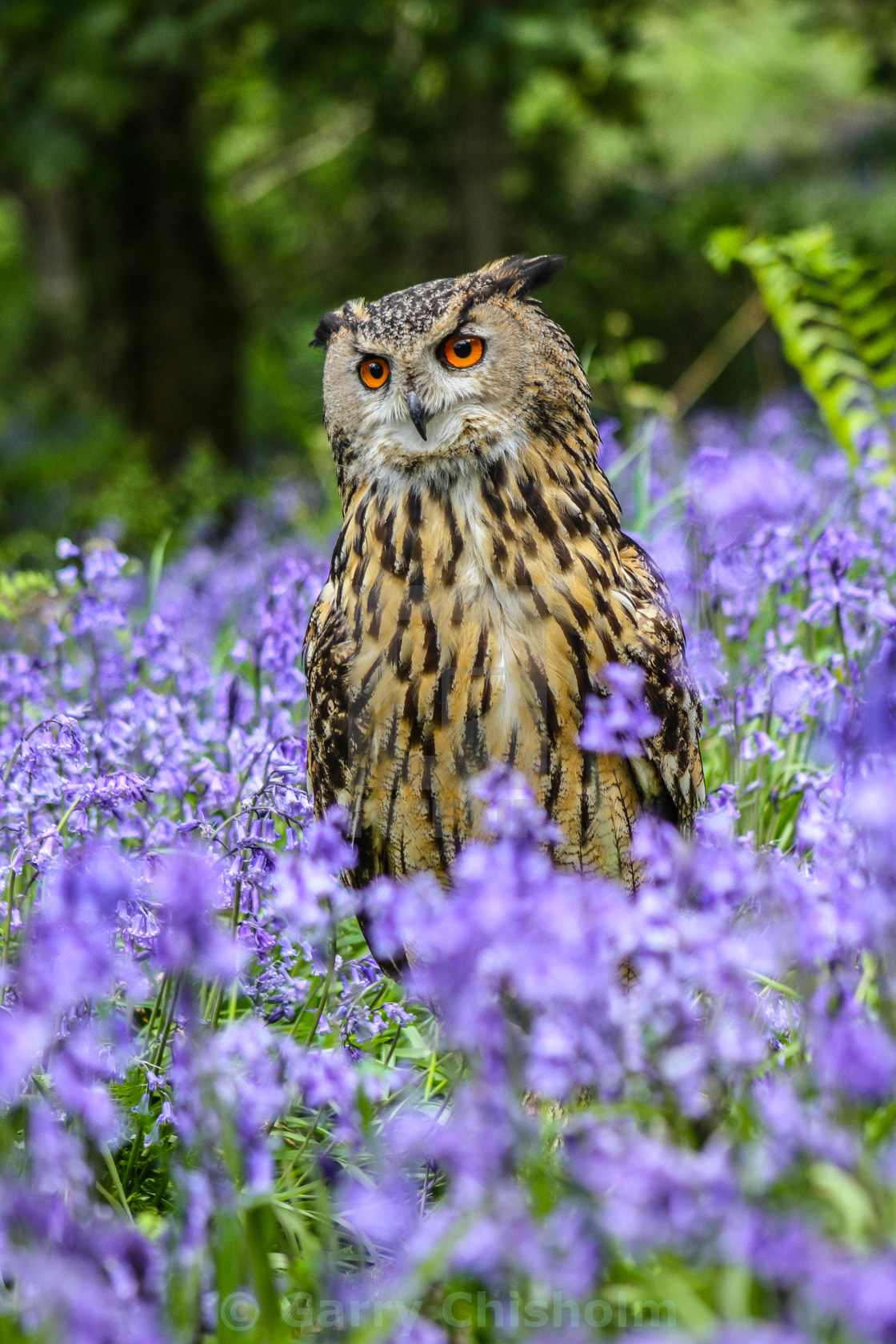 "Amongst the bluebells" stock image