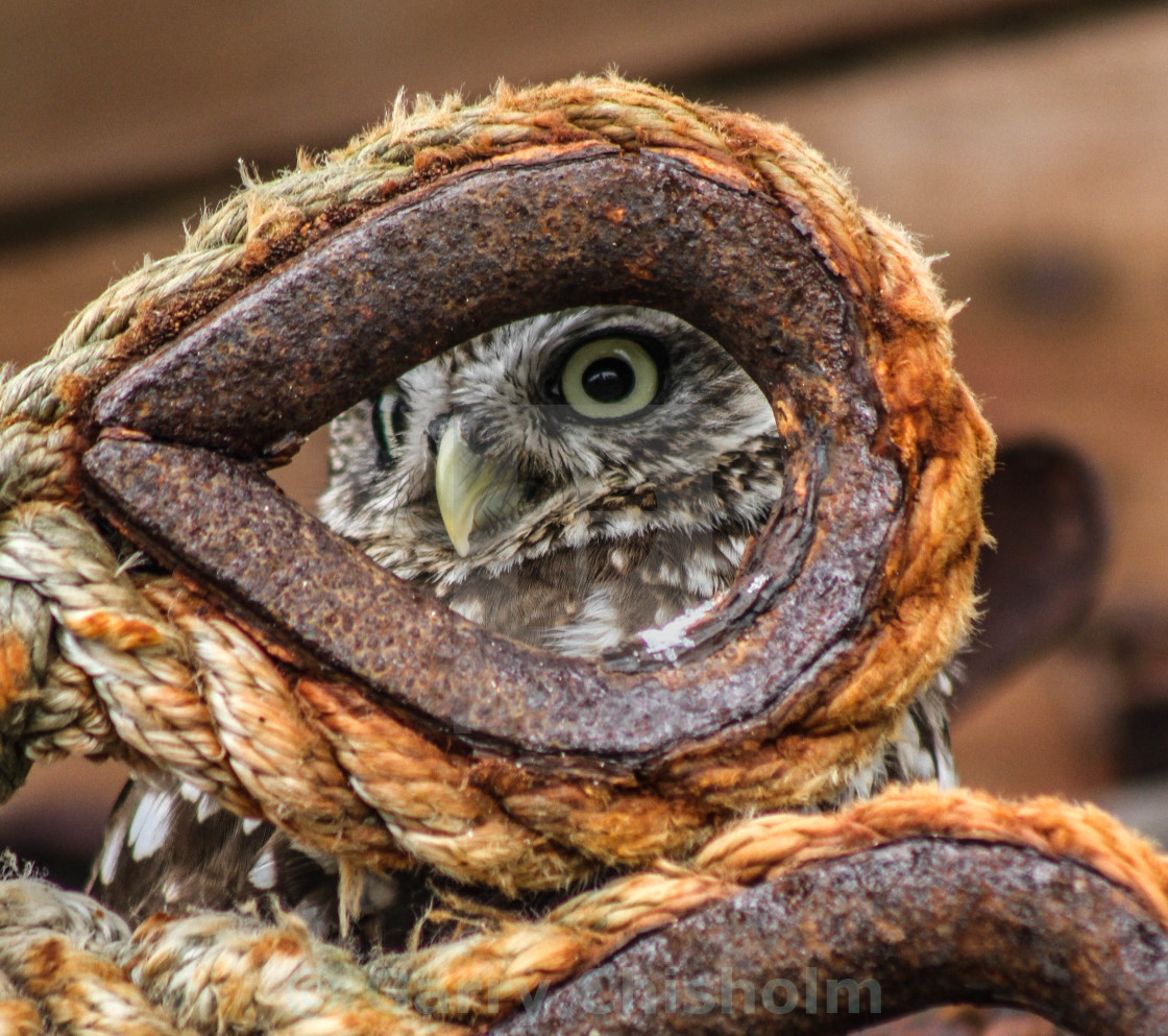 "Eye eye" stock image