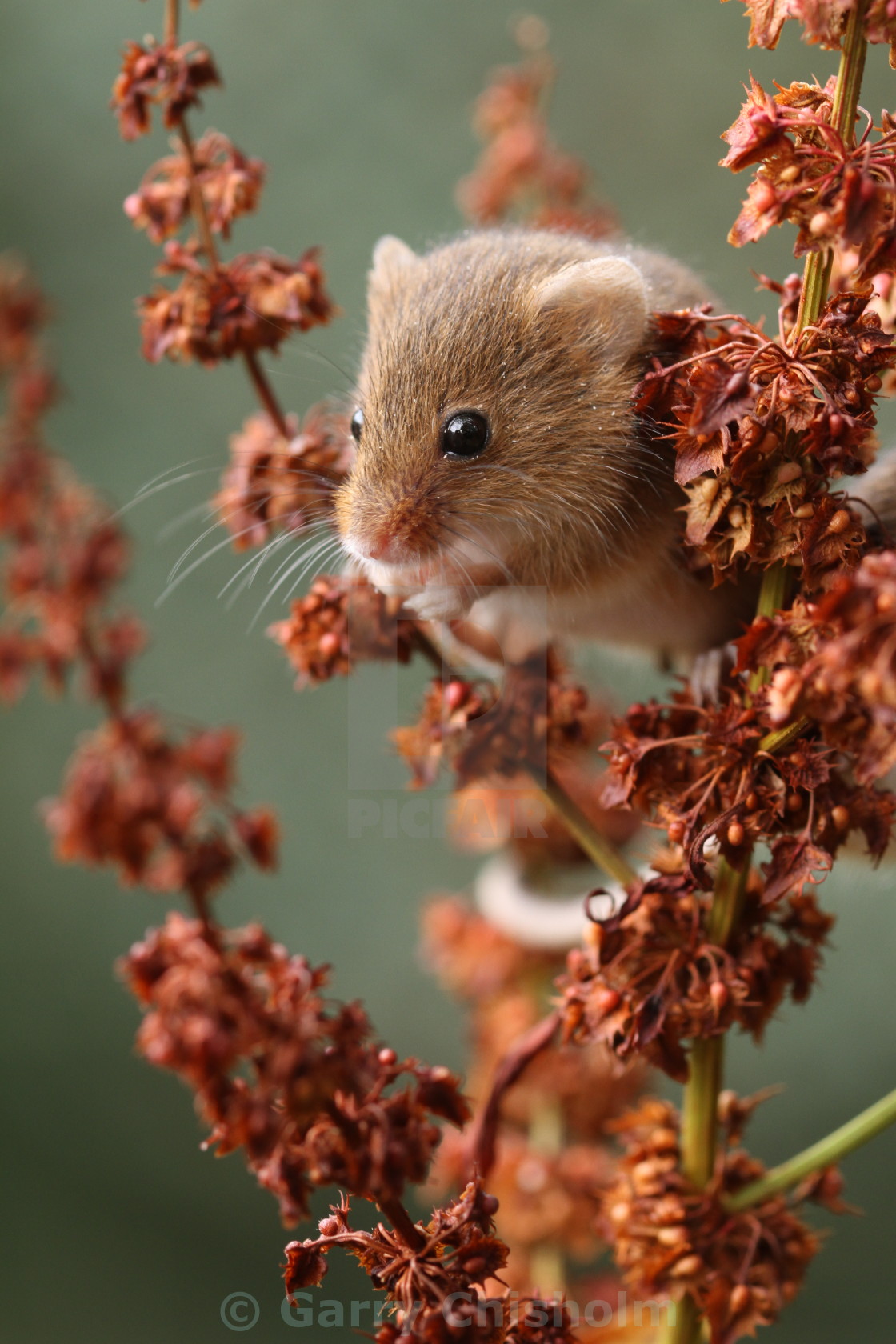 "The Harvest Mouse" stock image