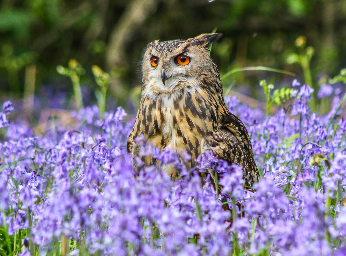 "Amongst the bluebells" stock image