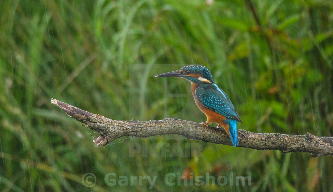 "Kingfisher in the rain" stock image