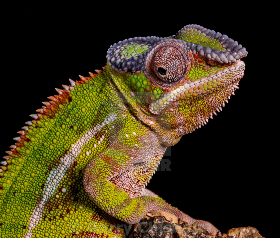 "Colours of the chameleon" stock image